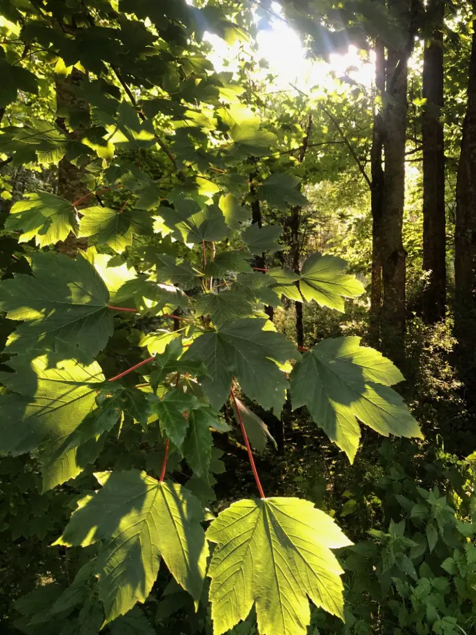feuilles ombre et soleil