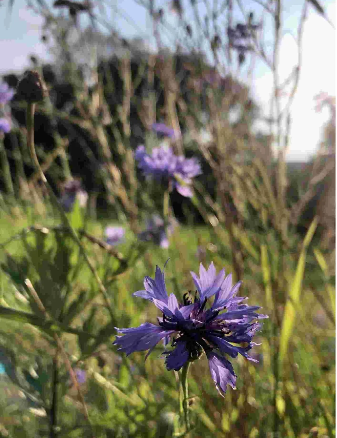 bleuets au coucher du soleil