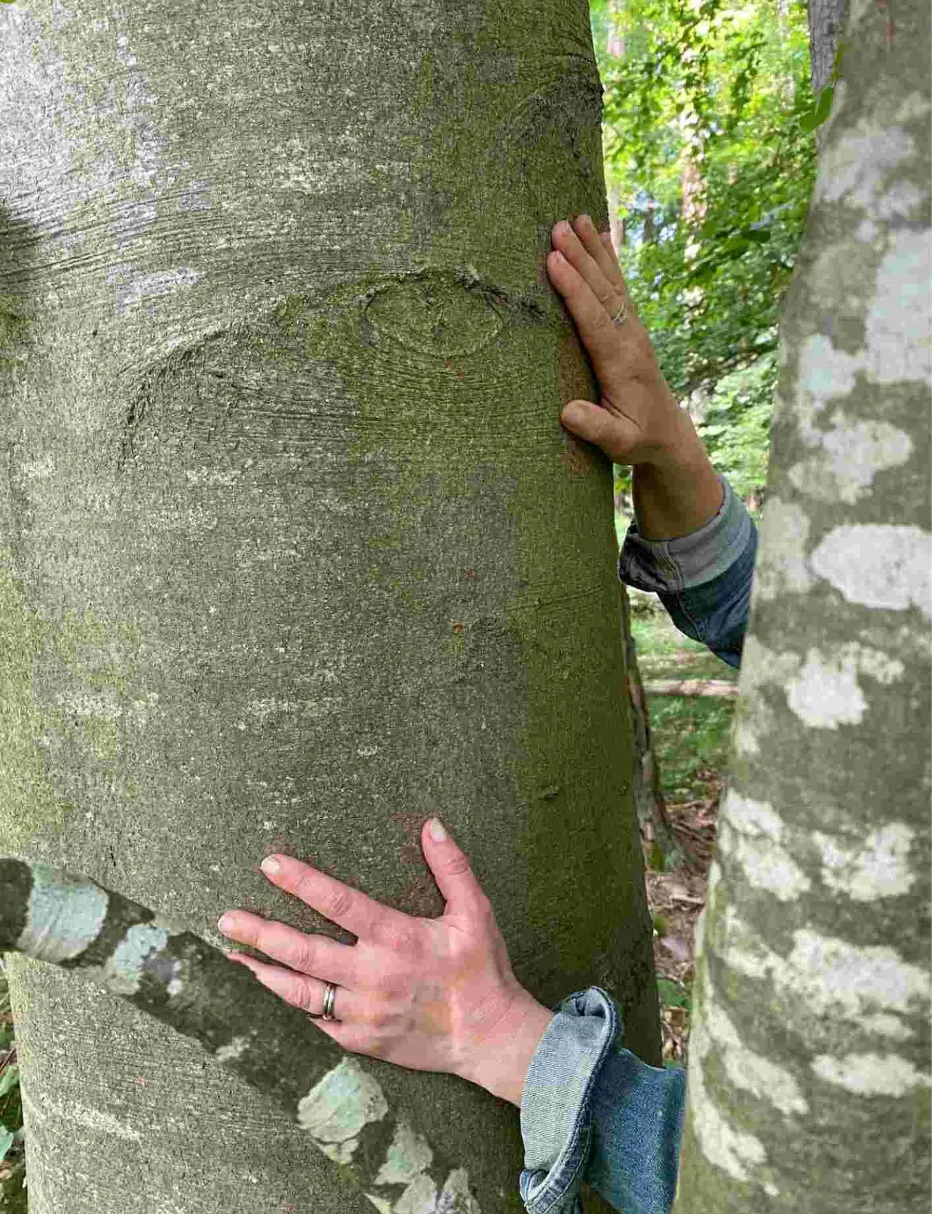 mains qui touchent un arbre